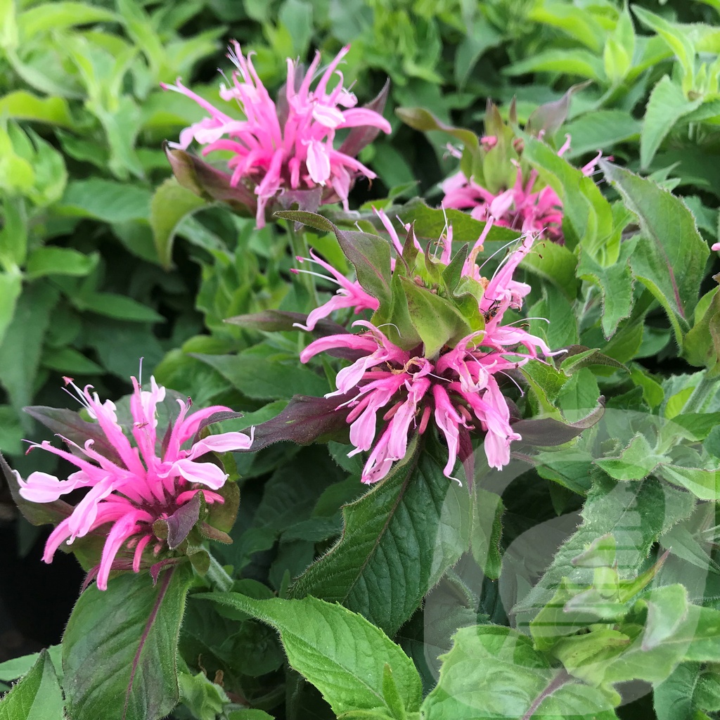 Monarda didyma 'Balmy Pink' | Plantor
